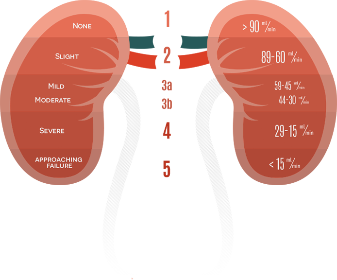 Kidneys